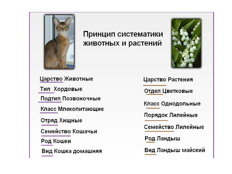 Файл:БИО Шабанова.pdf