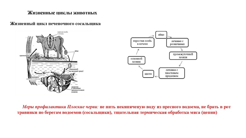 Файл:02.03.26 Сложные задания ГИА биология.pdf