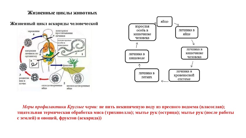Файл:02.03.26 Сложные задания ГИА биология.pdf