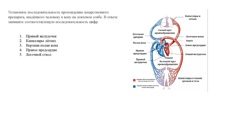 Файл:02.03.26 Сложные задания ГИА биология.pdf