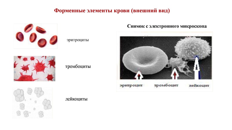 Файл:02.03.26 Сложные задания ГИА биология.pdf
