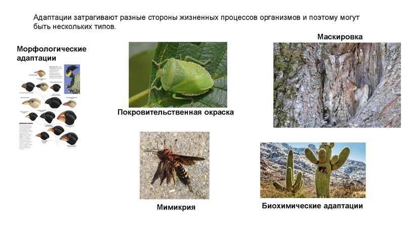 Файл:Школьники ТЭ 17.01.26.pdf