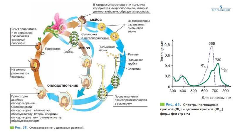 Файл:Kak-uchitelyu-truda-tehnologii-rabotat-v-agrotehnologicheskom-klasse.pdf